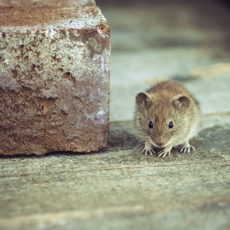 A closeup shot of a rat