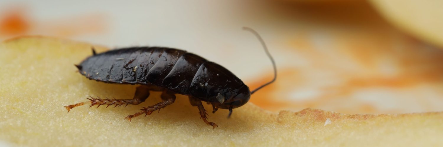 Cockroach on plate with apple peel, closeup