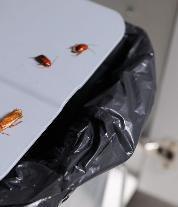 Cockroaches crawling on garbage bin indoors, closeup