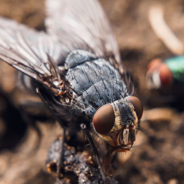 detailed-portrait-of-a-fly-resting-outdoors-2026-03-26-10-21-51-utc