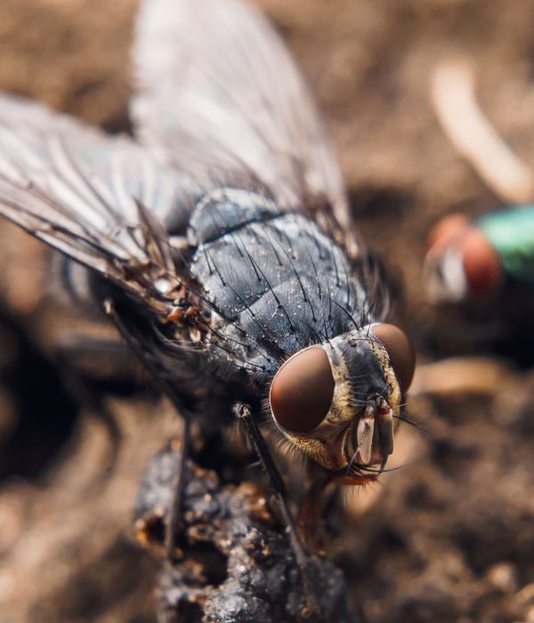 detailed-portrait-of-a-fly-resting-outdoors-2026-03-26-10-21-51-utc