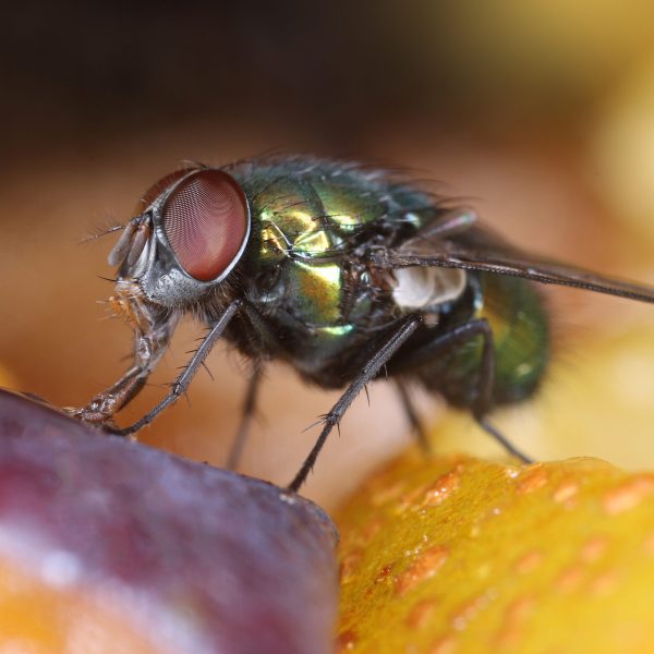 Green fly on fruit slices feeding, macro close-up