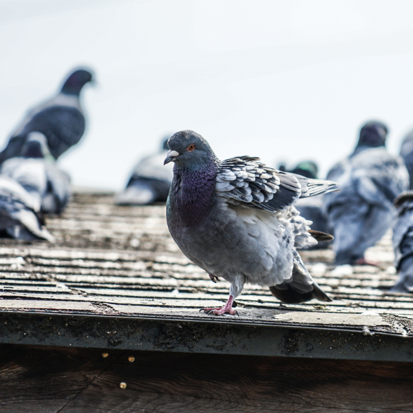 piegons on a commercial building roof