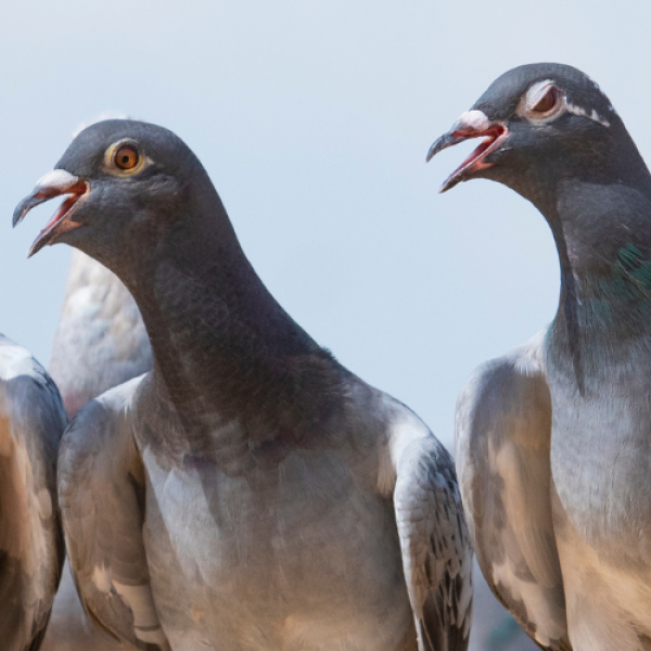 pigeons
