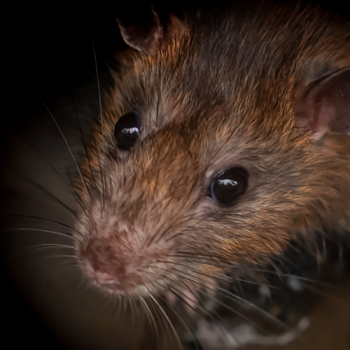 rat banner