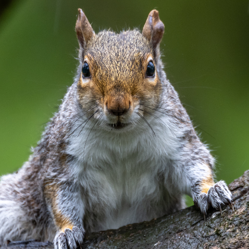 squirrel on branch