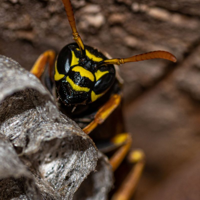 the-wasp-builds-a-nest-to-establish-a-new-colony-2026-01-08-06-56-51-utc