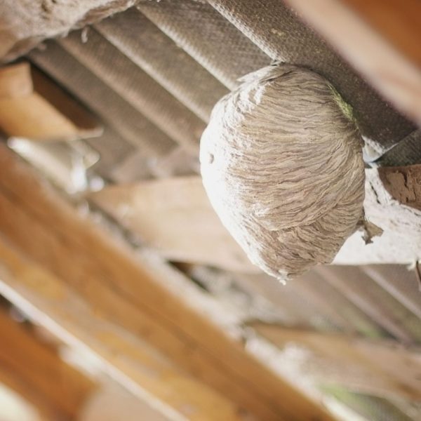 wasp-nest-attached-to-wooden-rafters-inside-buildi-2026-01-11-10-07-29-utcsml