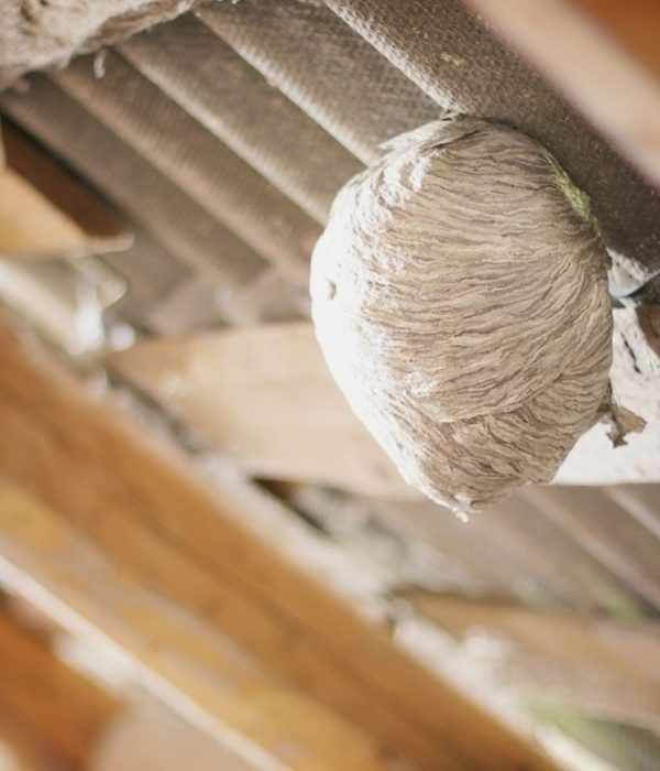 wasp-nest-attached-to-wooden-rafters-inside-buildi-2026-01-11-10-07-29-utcsml